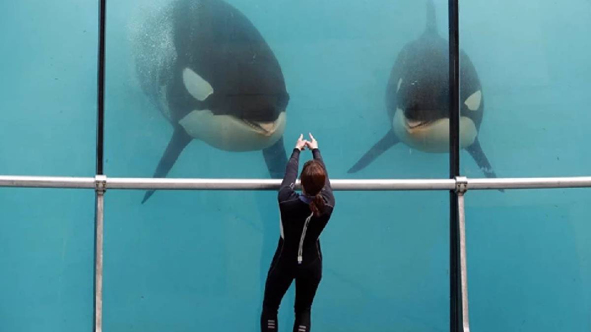Uzun yaşamın sırrı: Bilim insanları balinayı örnek gösterdi