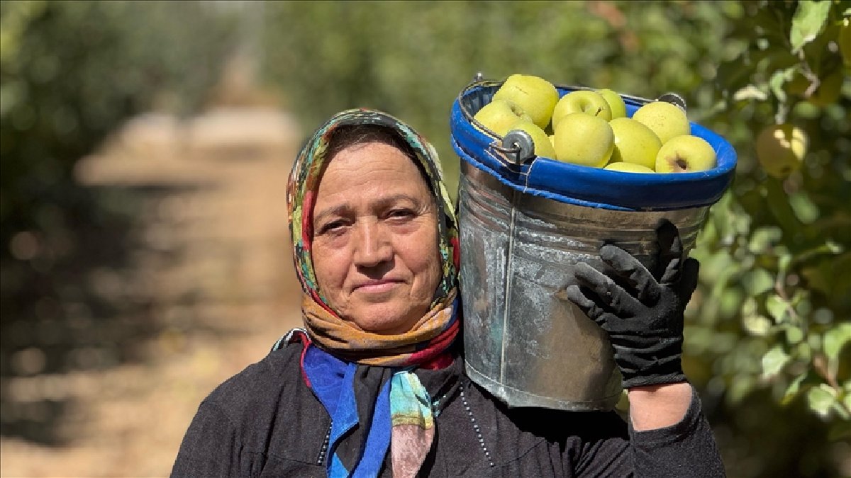 50 farklı çeşidi bulunuyor, Kasıma kadar toplanıyor! Türkiye’nin üretim üssünde hasat devam ediyor