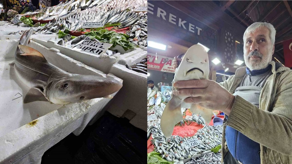 Tarihi çarşıda şaşırtan manzara! Elazığ’da tezgaha köpek balığı konuldu!