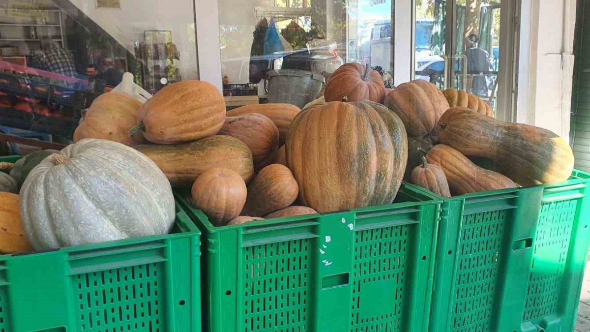 Tarladaki kabaktan dev rekor! Hiç ilaç kullanılmıyor: Elazığ’da ata tohumuyla yetişen kabaklar 35 kiloya ulaştı