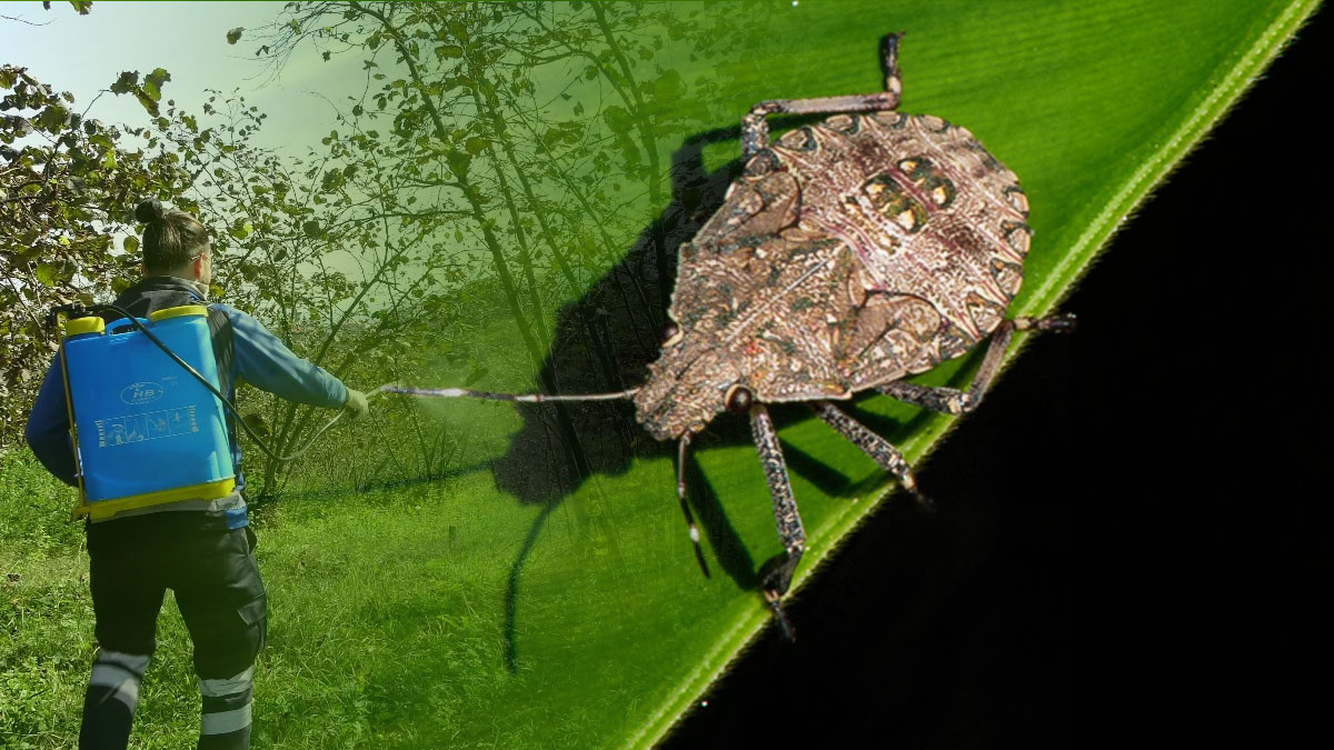 Tarım, istilacı tür tehdidiyle karşı karşıya: Karadeniz’den Ege’ye 300’den fazla ürüne zarar veriyor