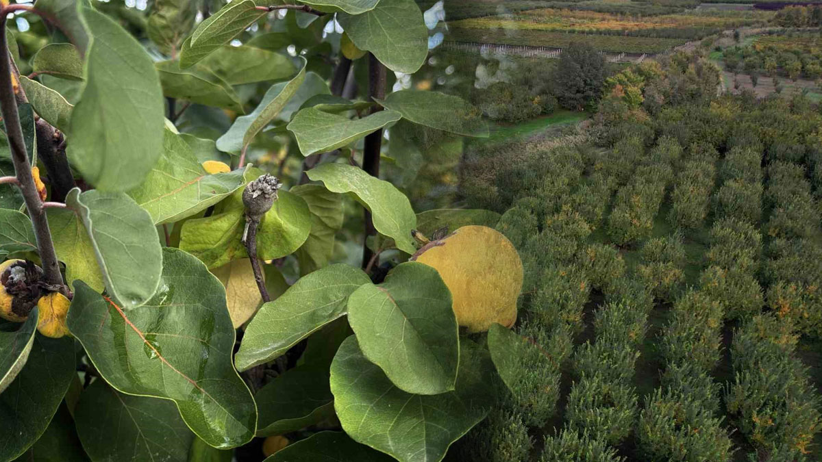Ayva bahçelerini zirai don vurdu: 10 dönümden sadece 2 kasa çıktı