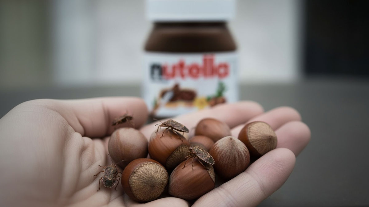 Kahverengi kokarca istilası! Nutella, Türkiye'den fındık alımını durdurdu