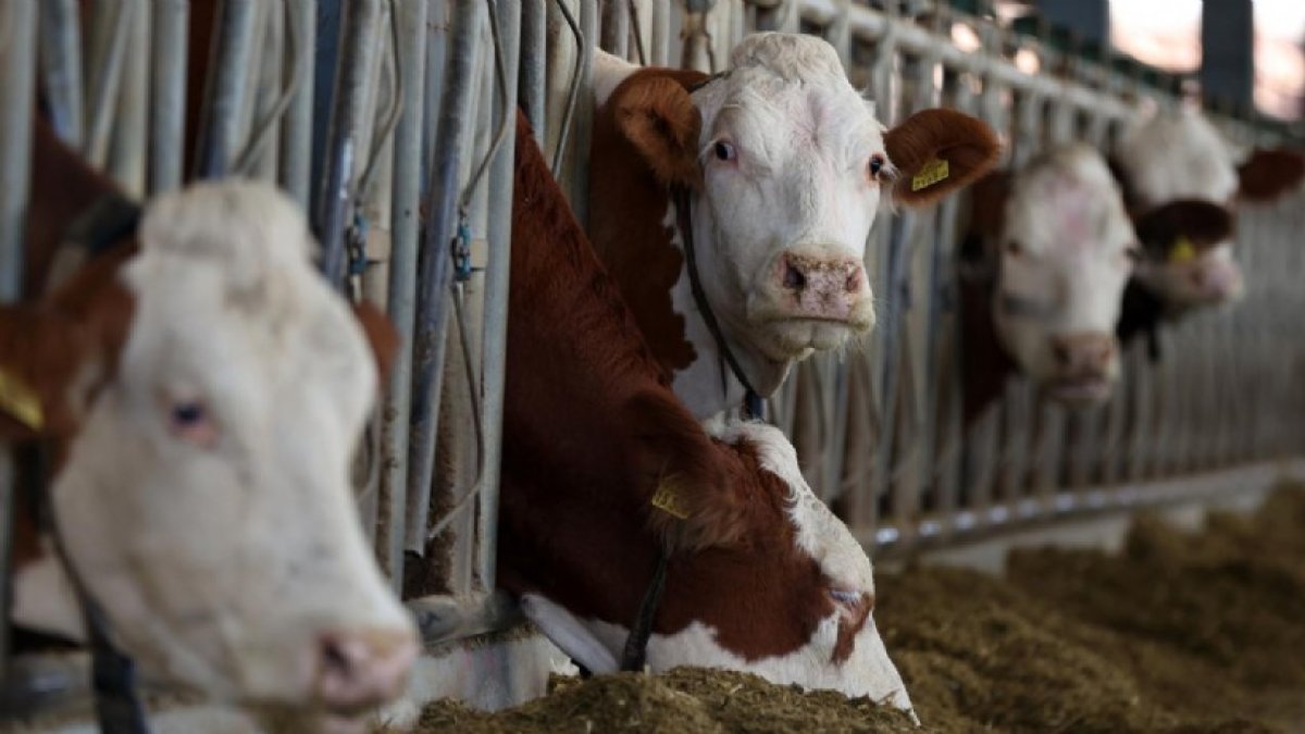 Dr. Gülay Ertürk açıkladı: Deli dana hastalığı Türkiye’de yayılıyor mu?