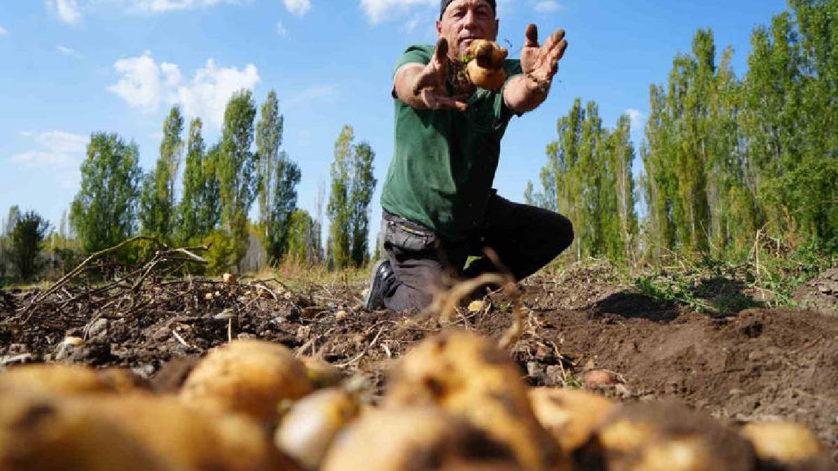 Rekolte beklentiyi aştı, hasat sonunda yüzler güldü! Bahçeden 40 ton ürün çıkardı: Pişirip tadına bakmayı ihmal etmedi