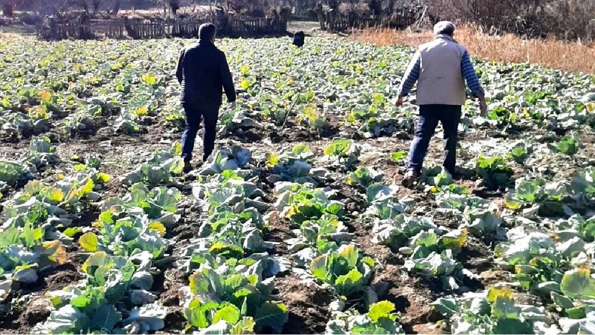 Hasat öncesi çiftçi isyanda! Tarlaya giriyor, kasa kasa çalıyorlar: Ürünleri korumak için sırayla nöbet tutuyorlar