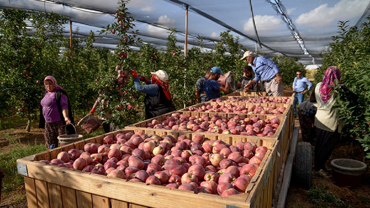Kilosu 40 TL’den kapış kapış gidiyor, yurt dışından bile talep yağıyor! Türkiye’nin elma deposunda üretim devam ediyor