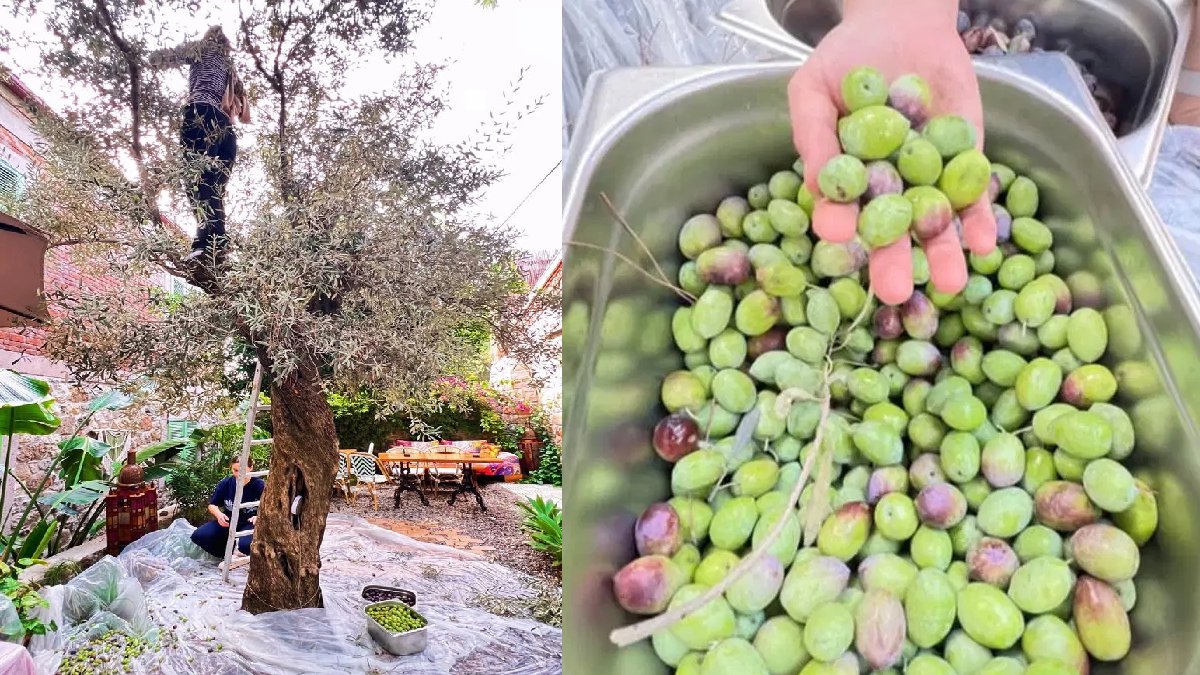 Ünlü oyuncu ağaca çıktı, tek tek elleriyle topladı! Otel sahibi güzel oyuncu o anları paylaştı: ‘Tüm yıl hepimize yetiyor’