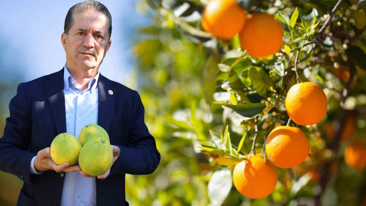 Kuraklık narenciyeyi de vurdu! Hasat başladı, verim düşük geldi: Bahçede 32 lira