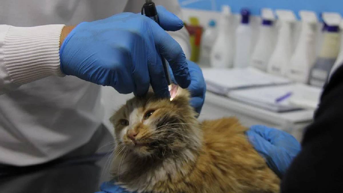 Uzman uyardı: Kedi AIDS’inin tedavisi yok