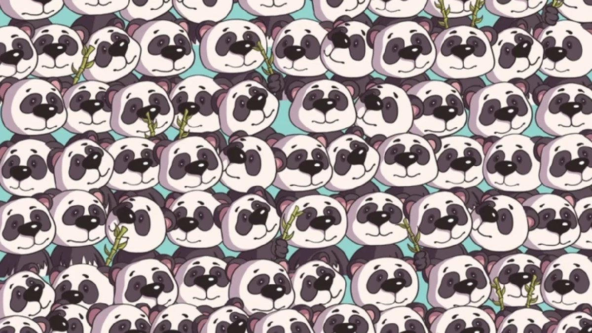 Kimse saklı köpeği bulamıyor! 5 saniyede pandalar arasında saklanan köpeği bulabilir misiniz?