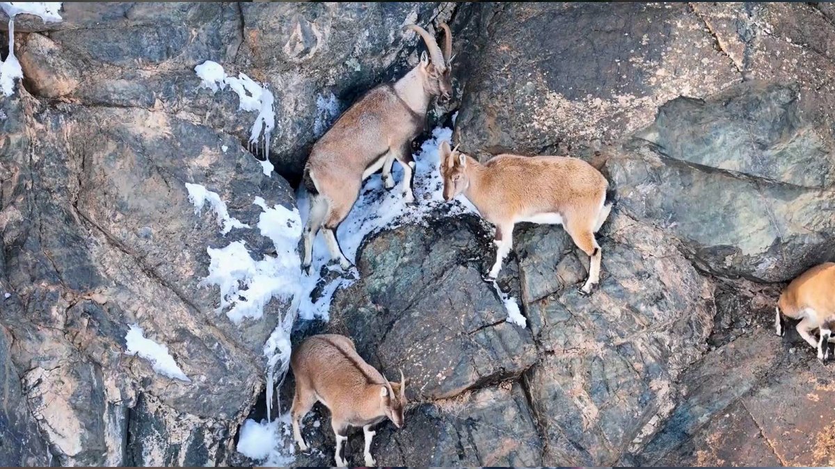 Yaban keçilerini katledenlere 1,9 milyon liralık ceza!