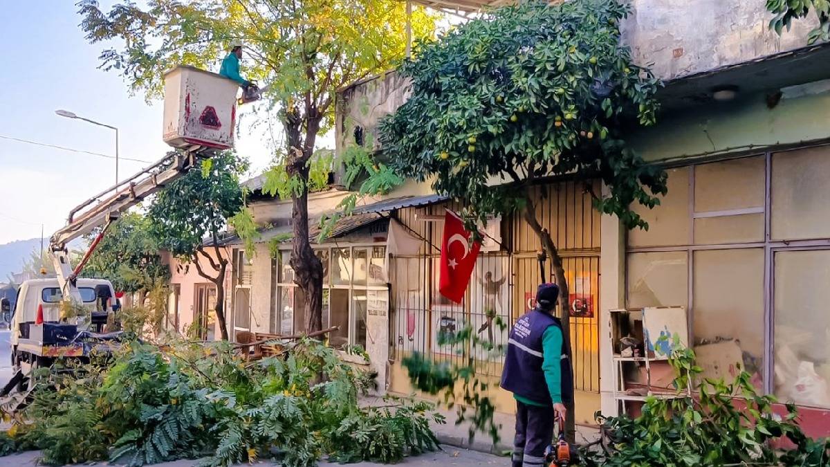 Efeler’de ağaç budama çalışmaları sürüyor