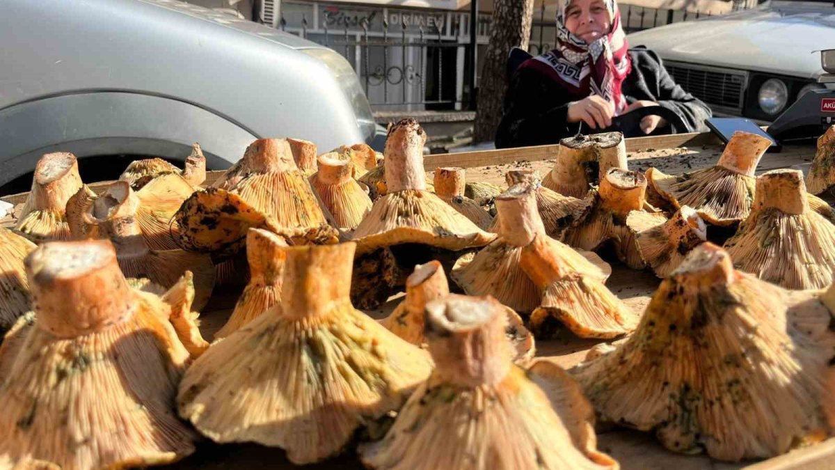 Dağlık bölgelerde kendiliğinden çıkıyor! Kilosu 200 TL'ye kadar çıkıyor ama büyük rağbet görüyor