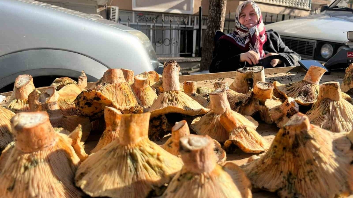 Dağlık bölgelerde yetişiyor, zorlu şartlarda toplanıyor! Gören poşete atıyor, 200 liradan satıyor