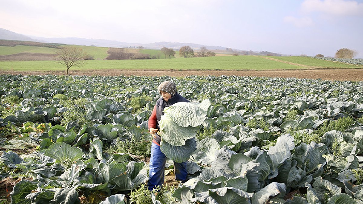 7/24 nöbet tutuluyor, hırsızların gözü o ürünlerde! Alucra’da üretici gözünü tarladan ayırmıyor