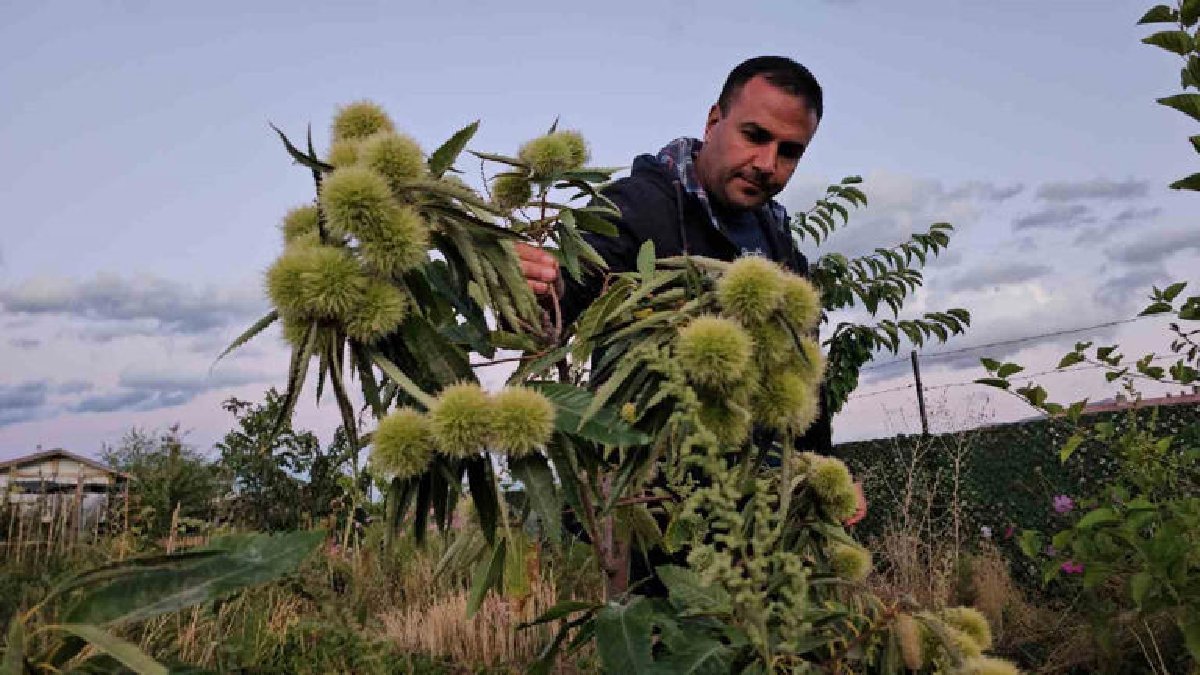 Sıcak iklim ürünü denildi, Doğu’nun soğuğu bile etkilemedi! Van Gölü kıyısında yetiştirmeyi başardı