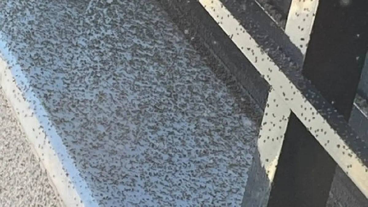 Kahverengi kokarca bitmeden yeni bela geldi: Her yeri sarıyor, çevre illere sıçrama riski taşıyor!