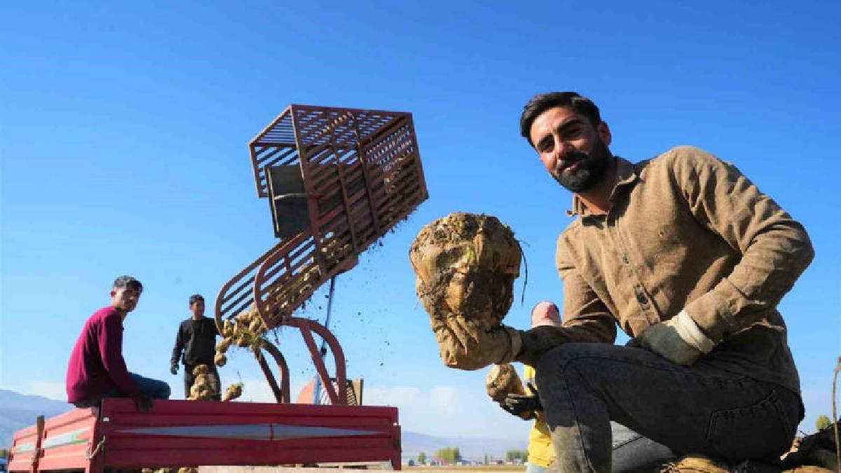 Yağmur, soğuk dinlemiyor el birliğiyle hasat ediyorlar! Verim her şeyi unutturuyor: Ay sonuna kadar devam ediyor