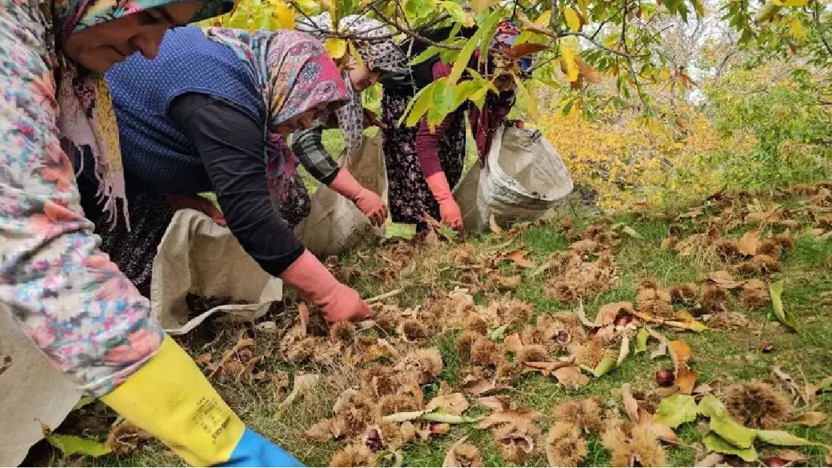 Ağaçtan düşürülüyor, kadınlar tarafından toplanıyor! Zorlu araziden köye yolculuk: Kuyuda 15 gün bekletilip satılıyor