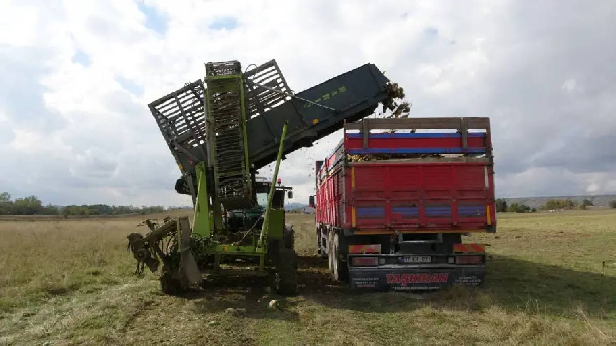 Sulama sistemi kuraklığın etkilerini azaltıyor, hasat sürüyor! 1 dönümden 5 ton ürün alınıyor: Üreticinin yüzü gülüyor