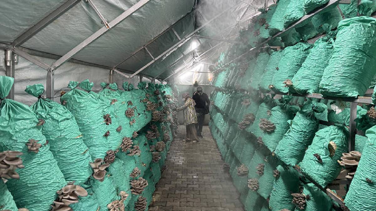 Köydeki evinin bahçesine kurdu, yılda 40 ton üretime ulaştı! Lüks oteller, toptancılar… Hepsine satış yapıyor