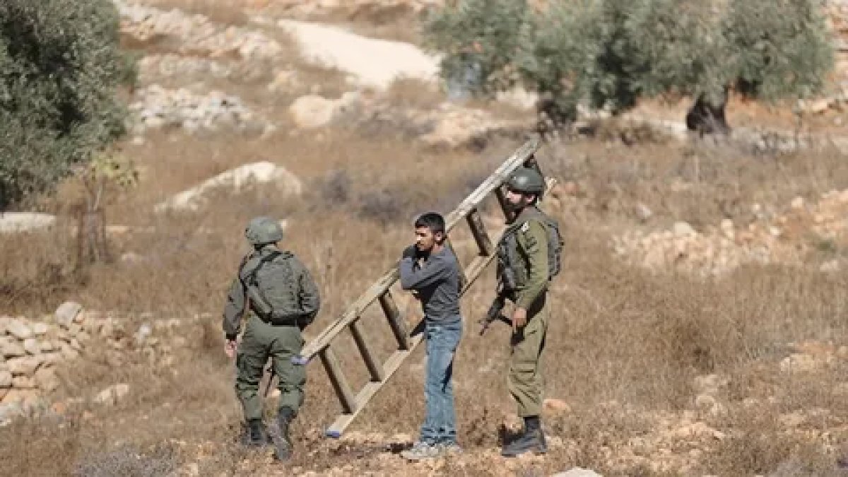 Batı Şeria’da zeytin toplayan Filistinlilere 340 saldırı