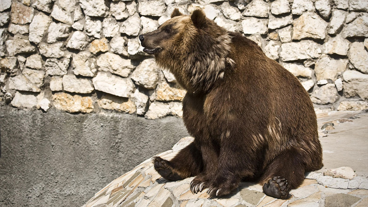 Ayılar köylere indi, vurma yetkisi genişletildi