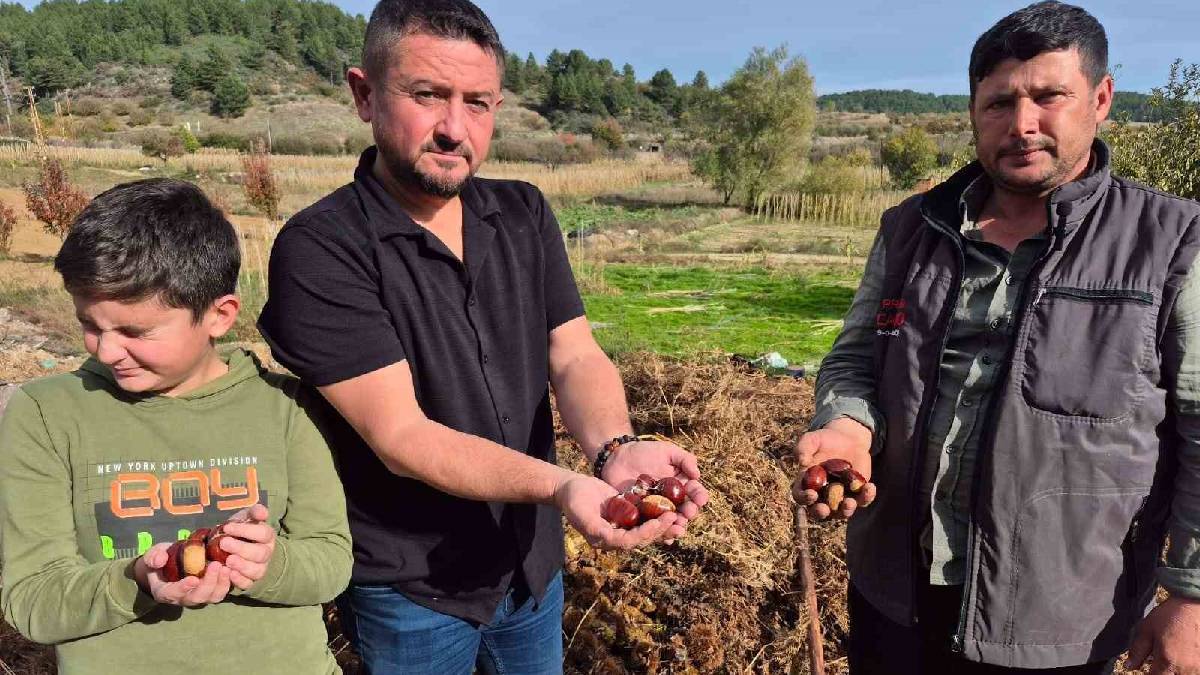 19 bin ağaçta üretiliyor, ağaç başına 30 kg verim düşüyor! İşçi sorunu olsa da hasat yüz güldürüyor…