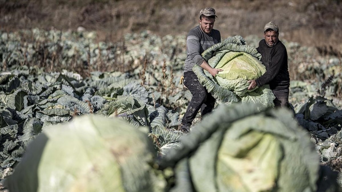 Yüz yıllık tohumlarıyla rekor kırdı! Ata tohumu sayesinde 57 kilogramlık dev lahana üretti: Gören şaşkına döndü
