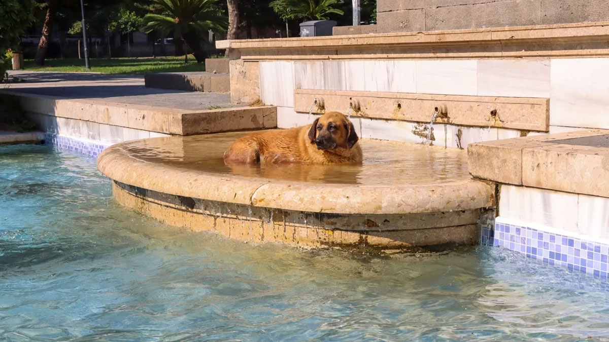 Adana’da 5 günde 5 sıcaklık rekoru: Kasımda termometreler 30 derecenin üzerinde