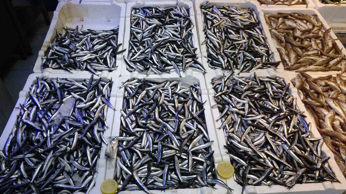 Karadeniz'de hamsi bolluğu ihracata yansımadı