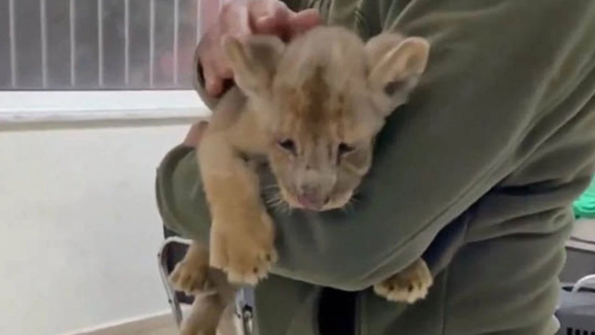 Yasa dışı yolla getirilen yavru aslana el konuldu