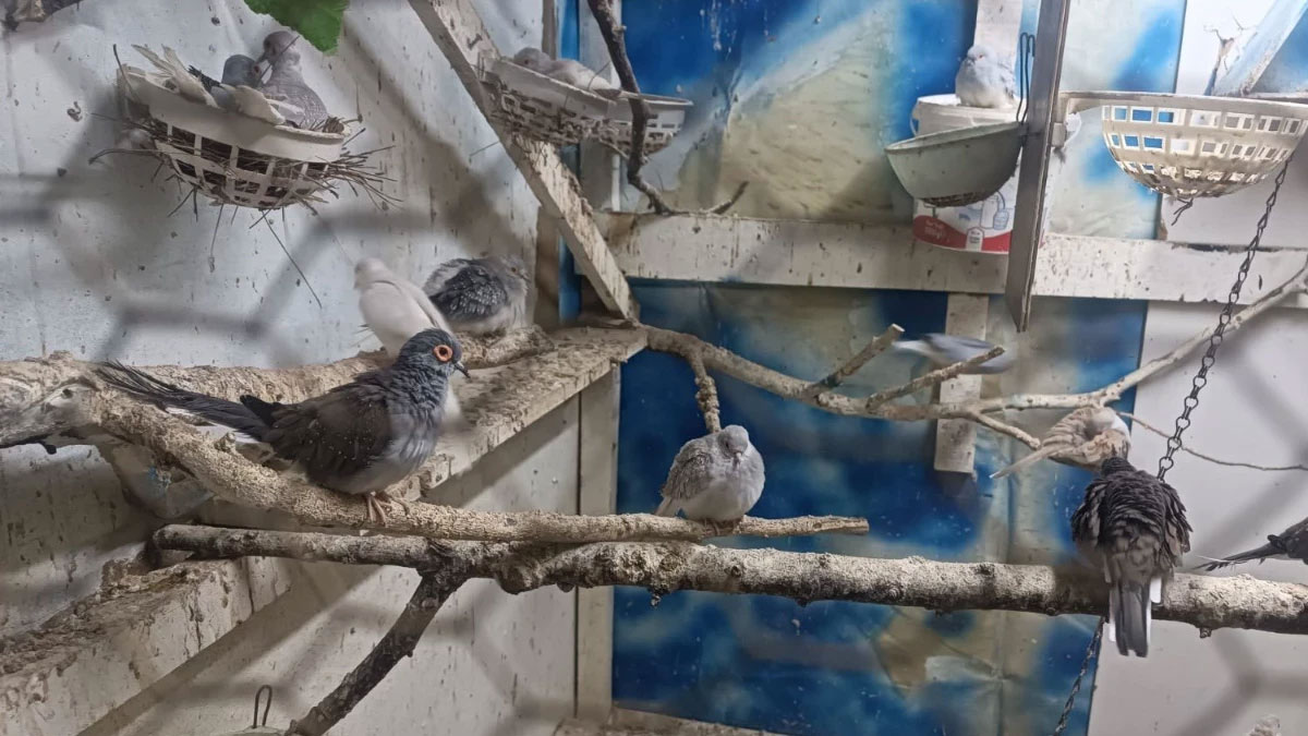 Tekirdağ'da yasa dışı hayvan ticareti: Ele geçirilen 7 papağan ve 45 kumru koruma altına alındı