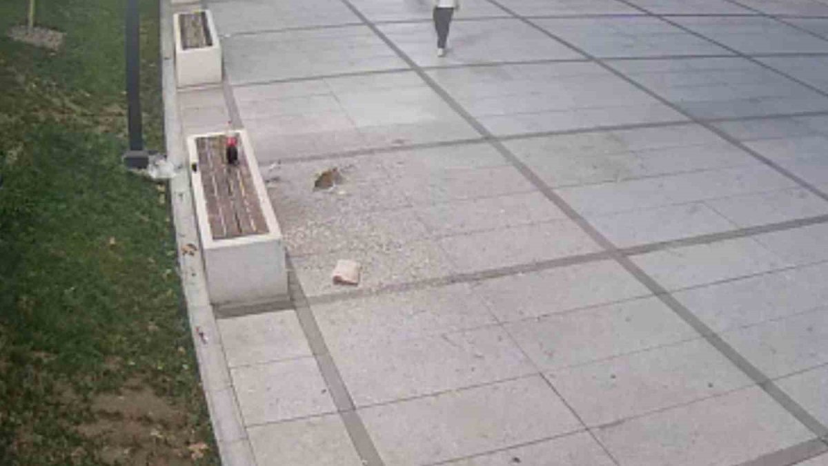 Çekirdek çöpünü aldırmadan yere attılar! Görüntülerden tespit edildi: Cezayı kesmeden önce yerleri temizlettiler