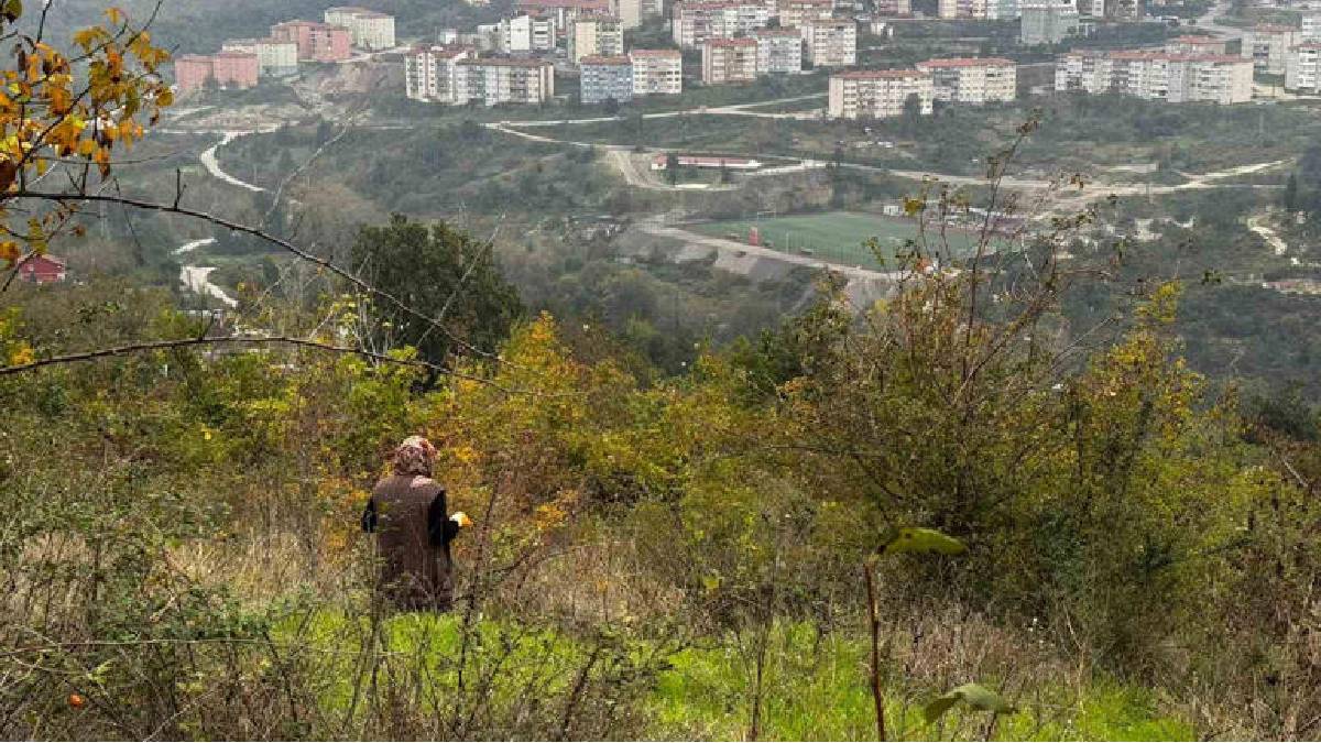 Ormanda yetişiyor, “Doğal vitamin” olarak biliniyor! Sofra yolculuğu başladı: Eldivenle tek tek toplanıyor
