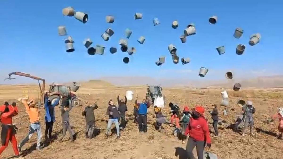 500 dönümde hasat sona erdi, kovalarla kutlama yapıldı! 1650 tonluk verim yüzleri güldürdü