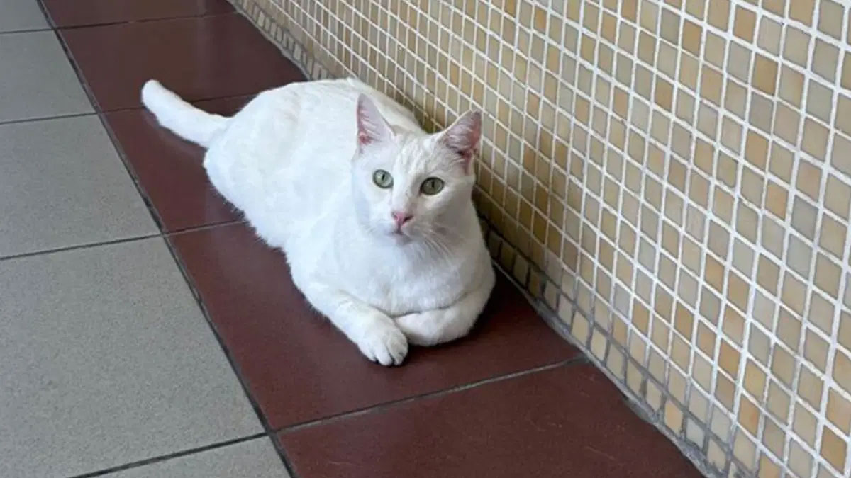 Tepkilerin ardından Bakırköy Adliyesi'ndeki 'kedi sürgünü' kararından dönüldü