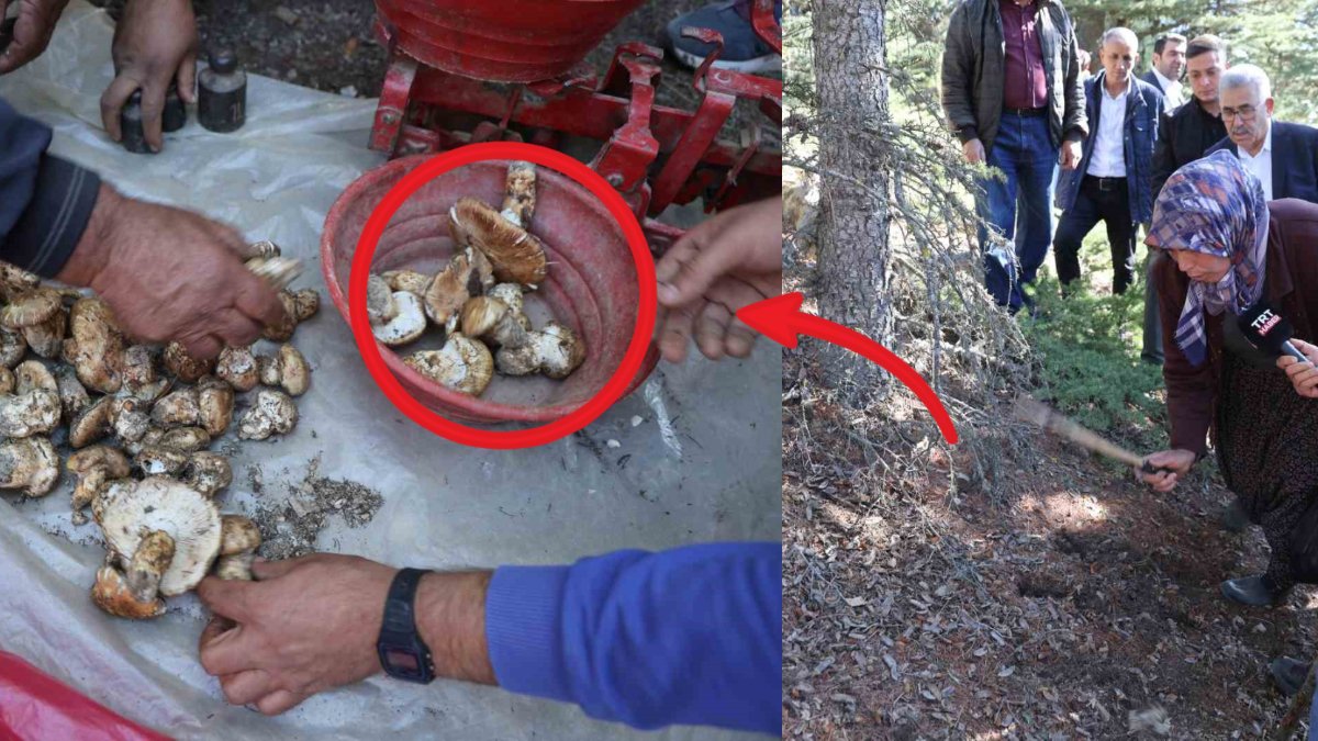 “Beyaz Altını” olarak bilinen o ürün tehlikede! Bilinçsiz toplama yüzünden artık yetişmiyor