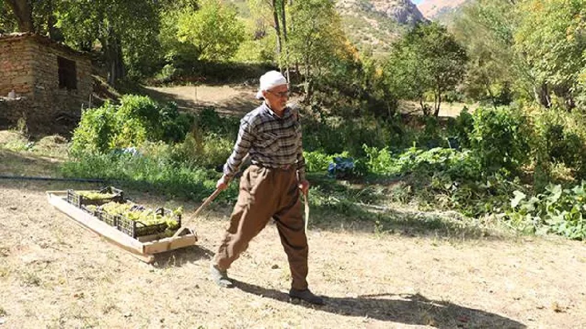 Hakkari'nin kahramanı Süso Çakar! Dağlardan toplayıp 65 yıldır kızakla şehre indiriyor! Dik yamaçları hiçe sayıyor