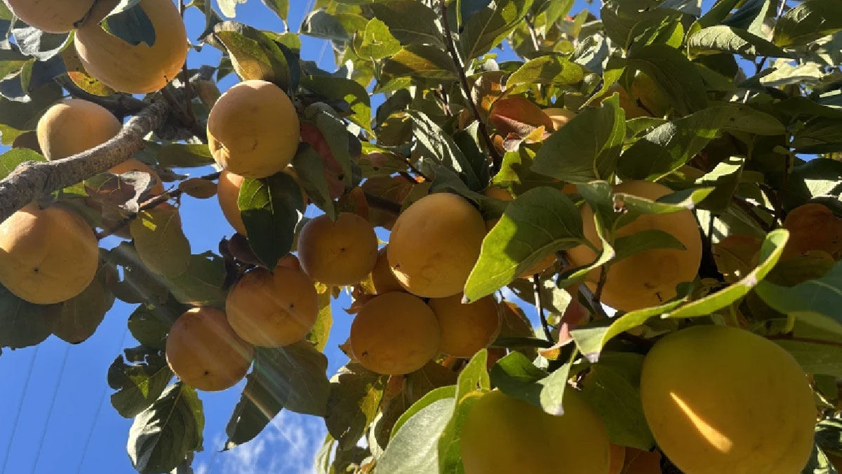 Hasatla aynı gün 180 tır hurma ithal edildi: Bu nasıl aymazlık?