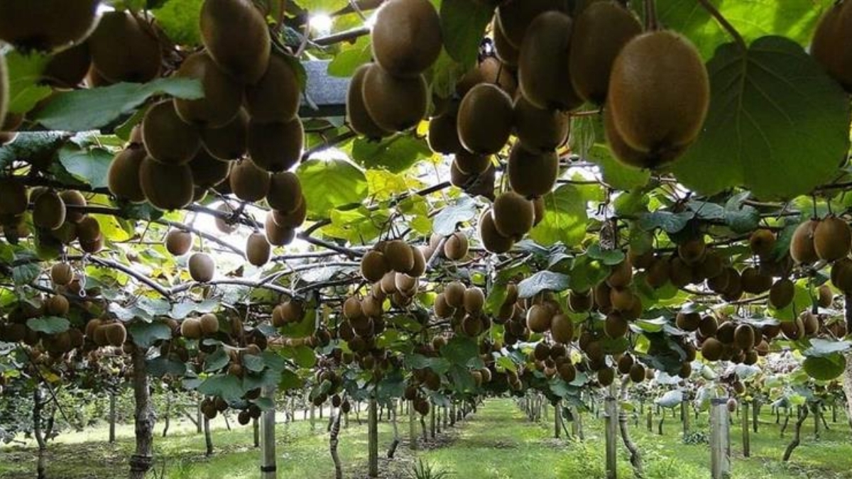 Türkiye’de üretimin yüzde 15’i o ilimizde! Coğrafi işaretli meyvede hasat başladı, 100 liradan tezgaha indi