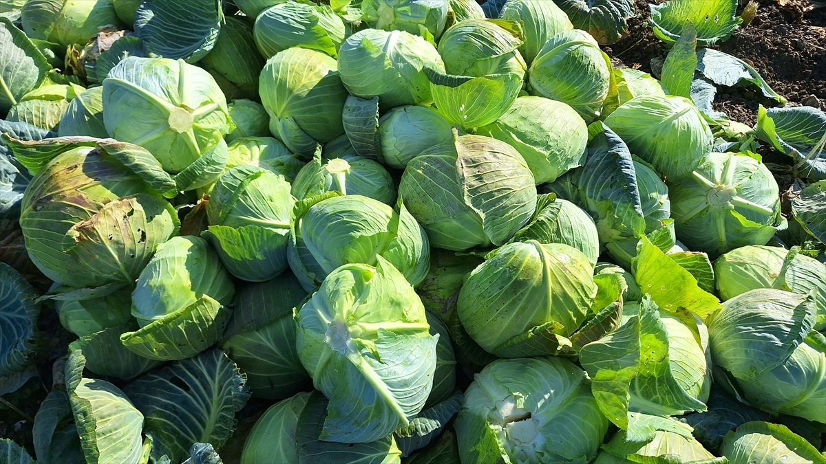 25 bin dekar alana ekiliyor, sofraları taçlandırıyor! Tezgahlarda yerini aldı: Kilosu 8 lira