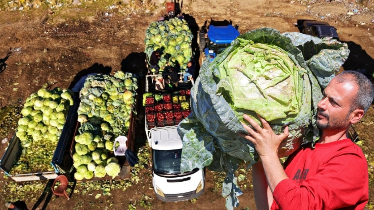 Ata tohumuyla üretildi, tanesi 50 kilo geldi! Bereketli hasat başladı: 100-150 liraya satılıyor