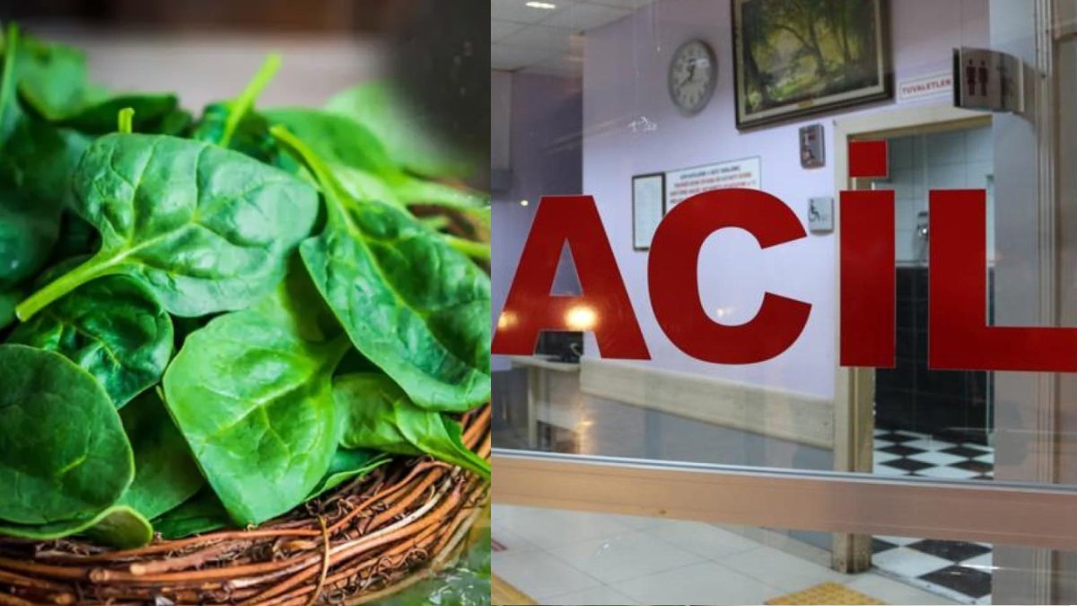 Ispanak ayıklarken dikkat! O ilimizde 11 kişi hastanelik oldu: Ispanağın içinden çıkan ot zehirli çıktı