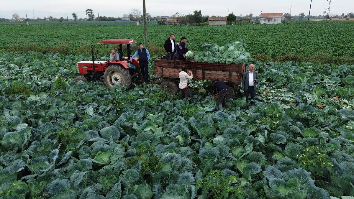 25.000 dekarda hasat başladı! Kış sofralarının olmazsa olmazı: Tarlada 8 liradan satılıyor