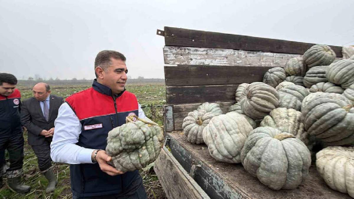 Türkiye’nin üretimde ikinci kenti! 10 bin tondan fazla rekolte bekleniyor: Güldüren hasat başladı