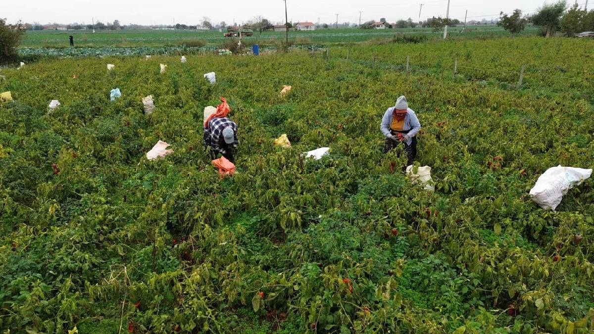 Üreticinin yüzünü güldüren ürün! 32.000 dekarda yetişiyor: Kilosu 15 liradan yok satıyor