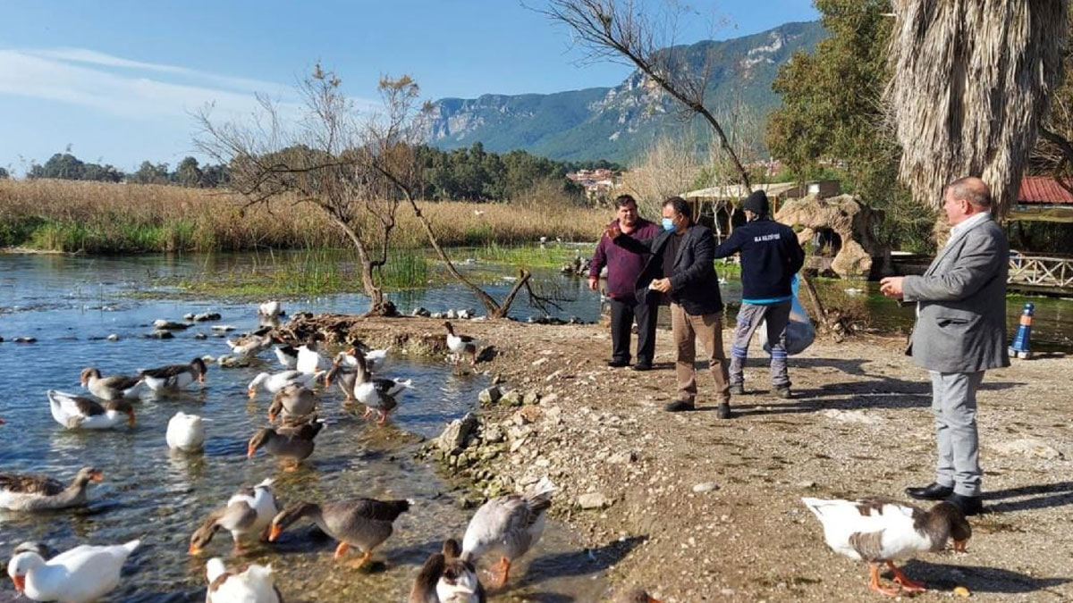 Muğla'da kuş gribi alarmı: Yetkililer vatandaşları uyardı