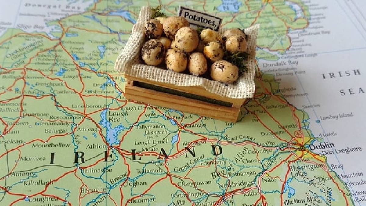 Patates felaketi: 19. Yüzyılda bir milyon kişinin ölümüne nasıl neden oldu?